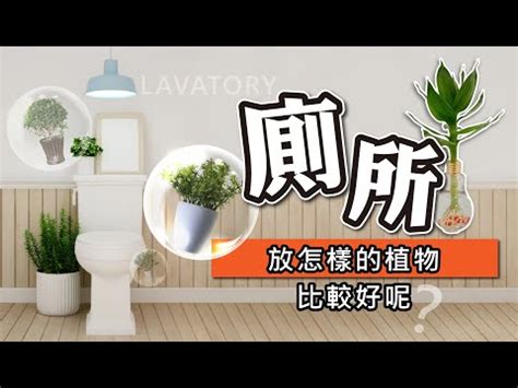 廁所擋煞植物|【衛生間擺什麼植物風水好】浴室植物 